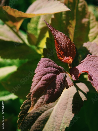 Bild auf Leinwand Deep maroon sprouts emerging against vibrant green leaf background