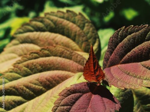 Canvastavla Dark purple young leaves on ornamental shrub in bright garden sunlight