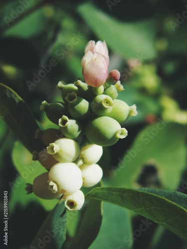 Fotografie Close-up of Symphoricarpos albus berry coloration and bud structure