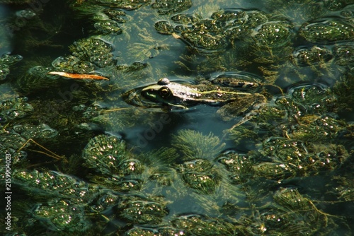Bild auf Leinwand Green frog peeks above murky water surrounded by dense aquatic plants