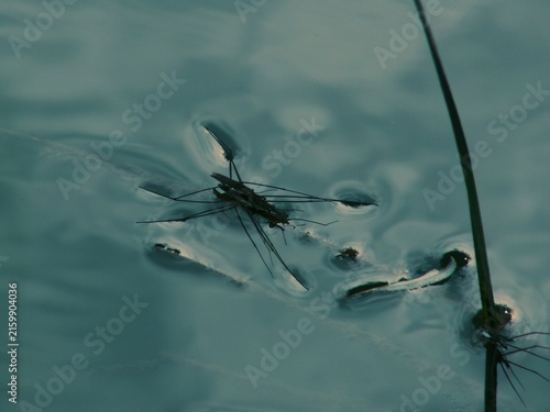 Quadro su tela Water strider gliding on calm pond surface supported by surface tension