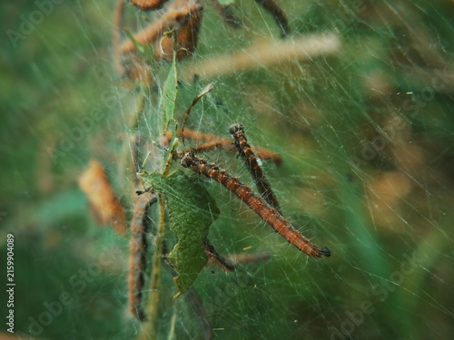 Canvastavla Silky caterpillar web wraps around a dry branch with withered leaves
