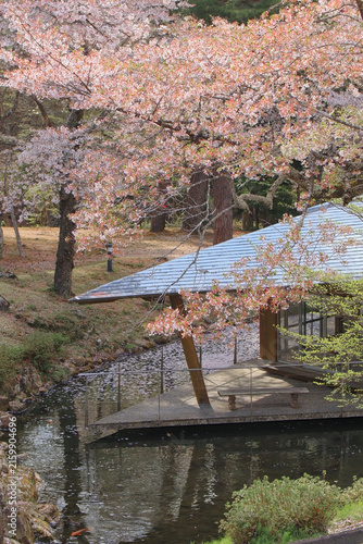 Cuadro en lienzo 丸森不動尊公園の天水舎と桜（宮城県丸森町）