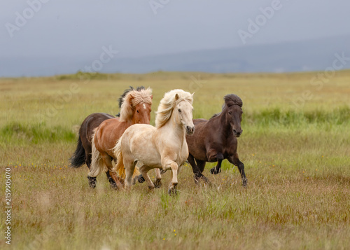 Принти на полотні The horses running in the rocky green field against the background of hills