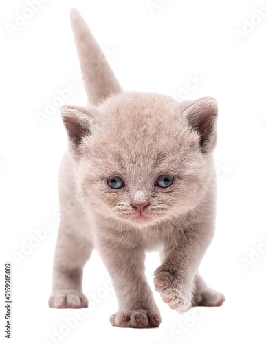  Adorable lilac British Shorthair kitten walking forward isolated on white background

Язык ключевых слов: English