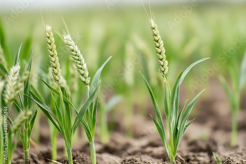 Young wheat field growing in fertile soil under sunlight.
