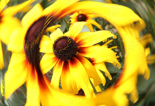 Black-eyed Susan flower with a spiral halo whirlpool effect abstract art