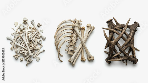 Set of Animal Bones Arranged in Different Patterns Isolated on White Background, Skeleton Bone Pile Cross and Stack Collection for Halloween Spooky Decor Concept