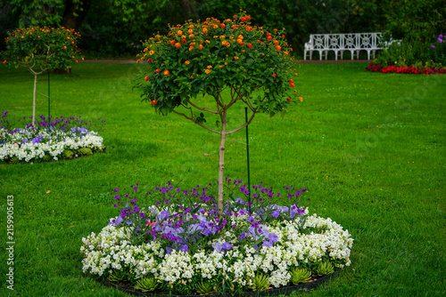 Foto Topiary Tree with Orange Flowers in Garden with Lawn and Bench