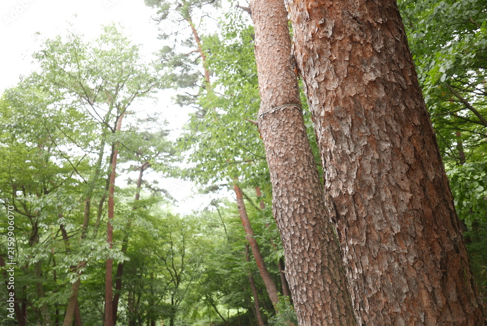Fototapeta premium Rough textured pine tree trunks in a green forest path