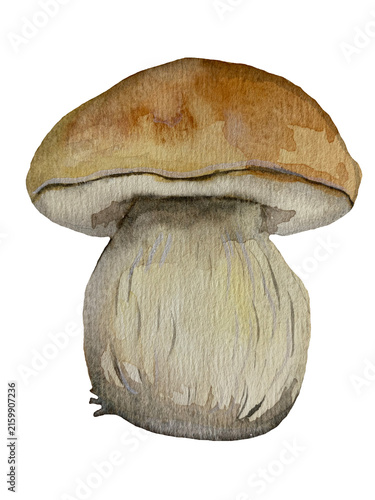 Hand-painted watercolor illustration of a large porcini mushroom with a beige-brown cap isolated on transparent background