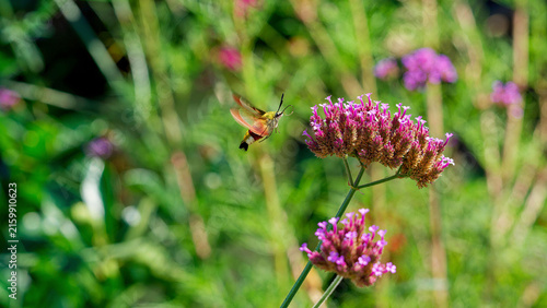 Le sphinx colibri (Hemaris thysbe) magnifique papillon à fourrure colorée de vert olive et bordeaux en vol stationnaire au dessus d'une fleur de verveine de Buenos-Aires (Verbena bonariensis) 
