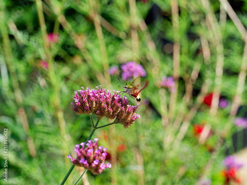 Un papillon, le sphinx colibri (Hemaris thysbe) collectant le nectar de fleurs de verveine de Buenos-Aires (Verbena bonariensis) grâce à son proboscis (trompe)
