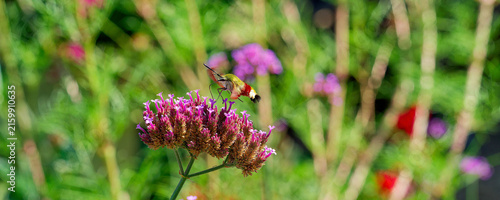 Un sphinx colibri ou hemaris thysbe, joli papillon vert olive et bordeaux sur le dos, blanc, jaune sur le dessous butinant une fleur de Buenos-Aires (Verbena bonariensis) 
