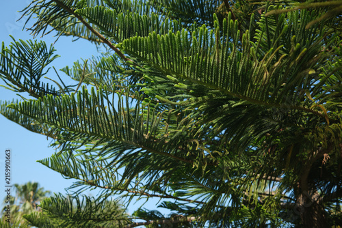 Konstfotografi Norfolk Island pine foliage in sunlight against blue sky, pine foliage close up,