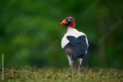 King Vulture in Costa Rica