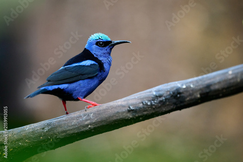 Male Red-legged Honeycreeper perched on branch in Costa Rica rainforest