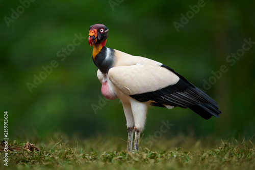 King Vulture in Costa Rica