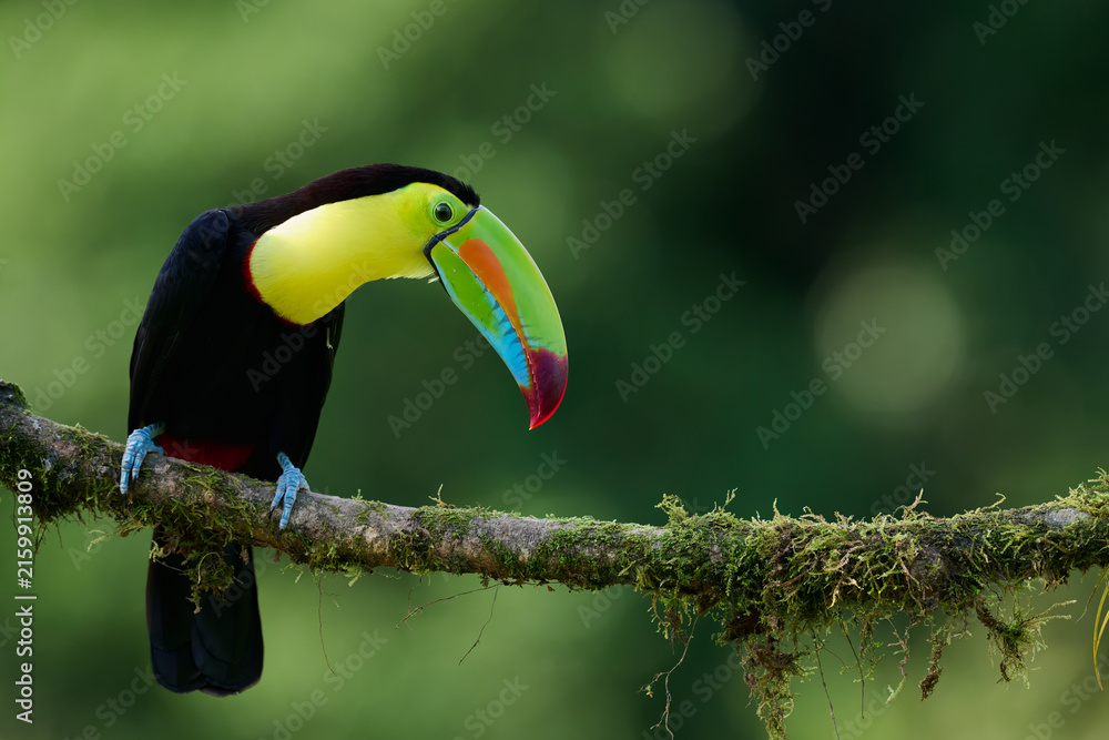 Naklejka premium Keel-billed Toucan Perched on Mossy Branch in Costa Rica