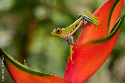Red-eyed Tree Frog (Agalychnis callidryas) perched on a tropical plant in Costa Rica, showing its distinctive red eyes, green body and colorful blue and yellow markings.