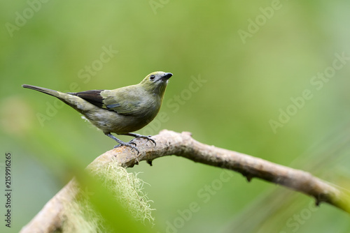 Palm Tanager perched on branch in Costa Rica rainforest