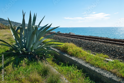 Quadro su tela Pianta di agave selvatica lungo la ferrovia sul Mar Ionio a Palizzi