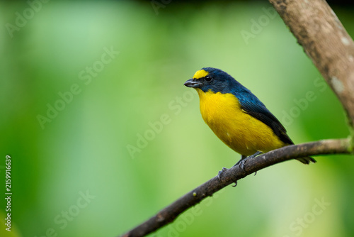 Yellow-throated euphonia on branch in Costa Rica