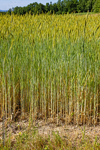Tall wheat plants in countryside landscape background