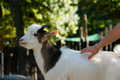 Close-up of a child gently petting a domestic goat in a zoo, capturing a calm human-animal interaction with natural greenery in the background.