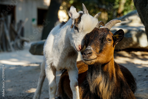 Two domestic goats resting closely together, showing calm animal companionship with detailed fur, horns, and warm natural light.
