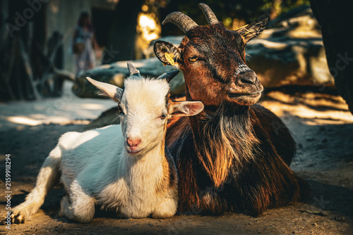 A white and brown domestic goat resting side by side in warm sunlight at Vienna Zoo, capturing a calm moment of animal companionship.