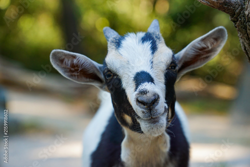 Close-up portrait of a young domestic goat looking toward the camera, with distinctive black and white markings and a softly blurred outdoor background.