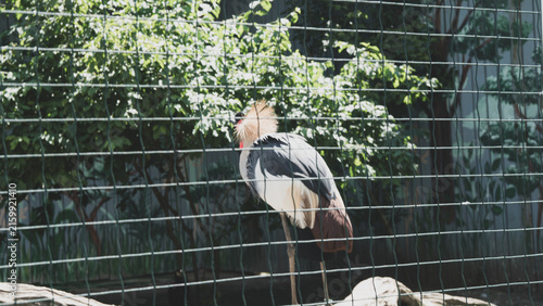Cuadro en lienzo Grey crowned crane standing behind a metal fence