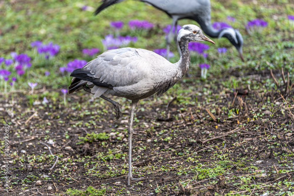 Obraz premium Demoiselle Crane, Anthropoides virgo are living in the bright green meadow during the day time