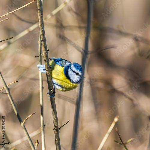 Fotografie The Eurasian blue tit, Cyanistes caeruleus is a small passerine bird in the tit family, Paridae