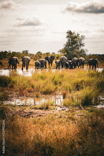 Photography Herd of African elephants in the Wild in South Africa
