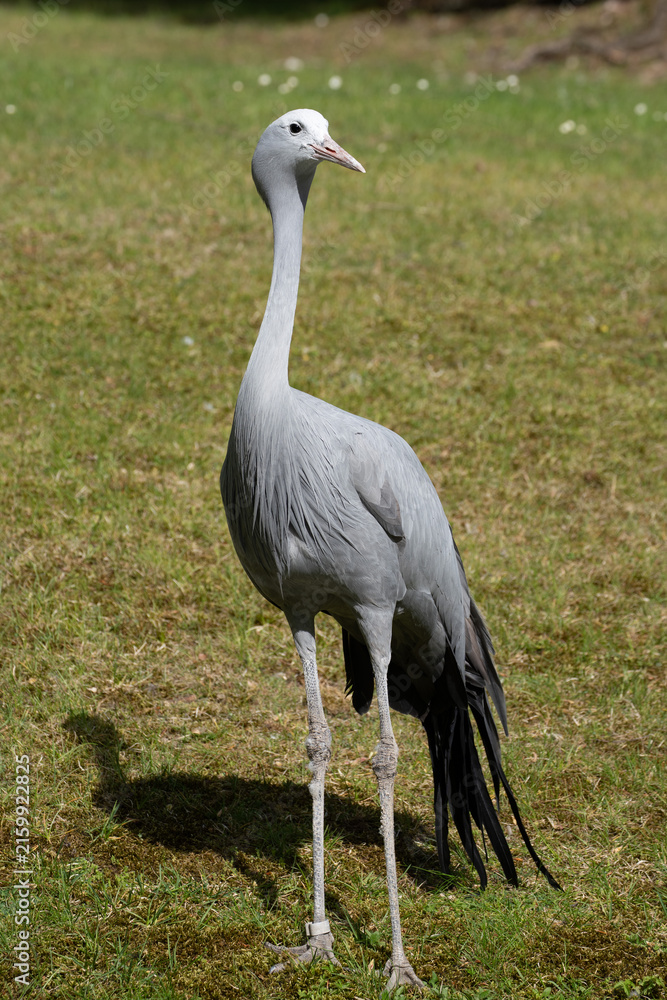 Obraz premium The Blue Crane, Grus paradisea, is an endangered bird