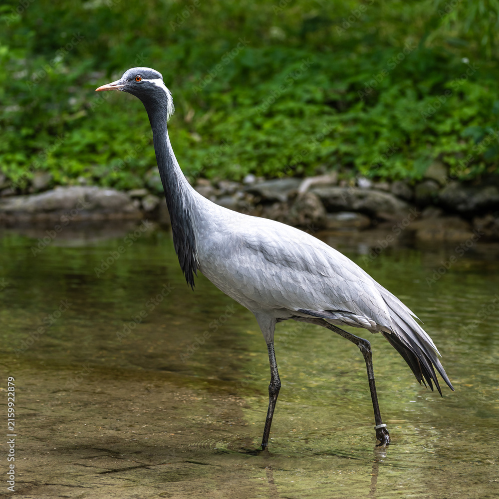 Obraz premium The Blue Crane, Grus paradisea, is an endangered bird