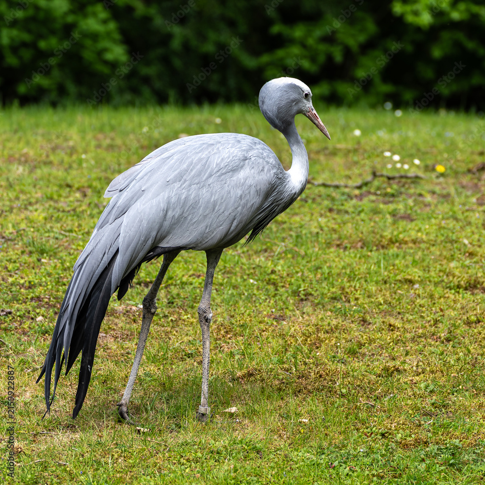 Obraz premium The Blue Crane, Grus paradisea, is an endangered bird