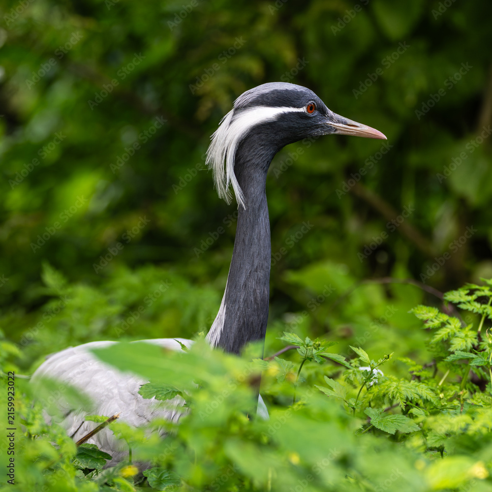 Obraz premium Demoiselle Crane, Anthropoides virgo are living in the bright green meadow during the day time