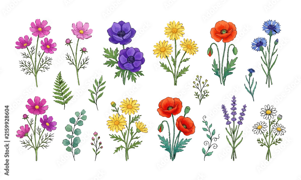 Obraz premium Watercolor wildflower collection featuring poppies daisies lavender and cosmos flowers in a hand drawn vector illustration set