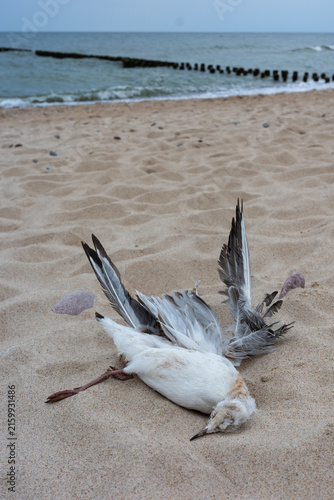 Photography Dead seagull lying on a sandy beach with spread wings near the sea