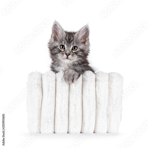 Foto Adorable blue Maine Coon cat kitten, sitting facing front in white aux fur basket