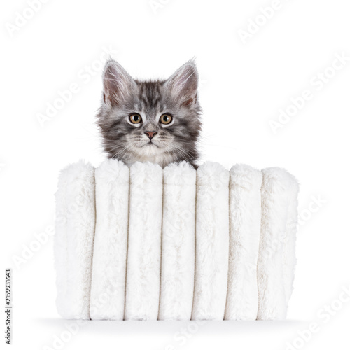 Quadro su tela Adorable blue Maine Coon cat kitten, sitting facing front in white aux fur basket