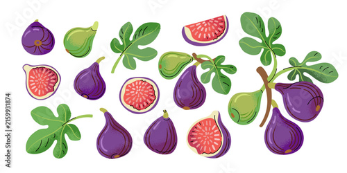 Hand drawn fig fruit and leafy botanical elements isolated on a white background. Colorful vintage-inspired illustrations of whole and sliced figs for food packaging, branding, menus, posters, and sto