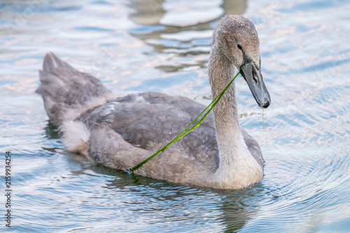 Фотография Young mute swan swimming on a calm lake with green aquatic vegetation in its bea