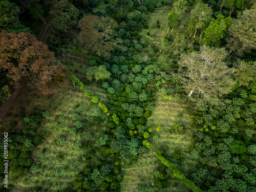 Fotografie Aerial view of a lush green coffee plantation in Boquete, Chiriqui, Panama, with