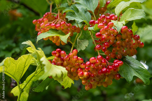 Unripe green and orange viburnum opulus berries hanging on bush branch near rustic wooden house wall. Guelder rose shrub in country garden. Autumn seasonal harvest and countryside background.