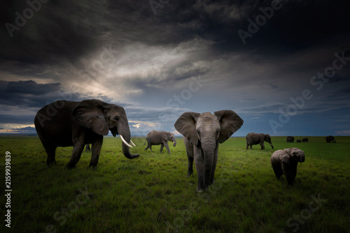 Canvas Print Close-up of an African bush elephants (Loxodonta africana) eating grass in Serengeti National Park, Tanzania