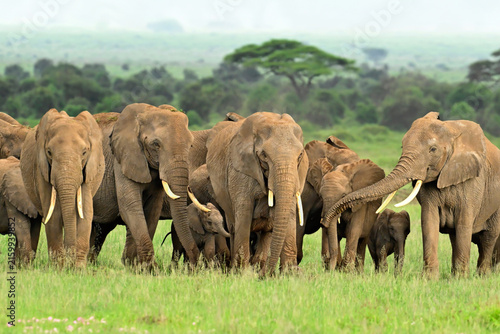 Photography Close-up of an African bush elephants (Loxodonta africana) eating grass in Serengeti National Park, Tanzania